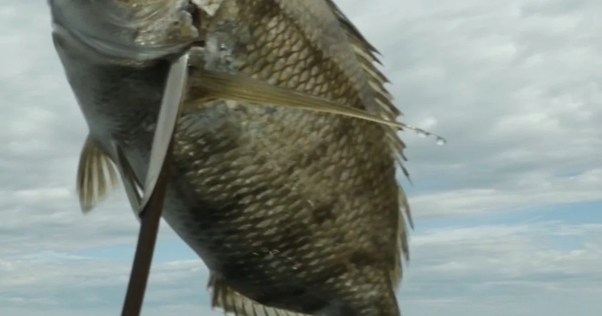 Fishing - 456betbr imagem 1